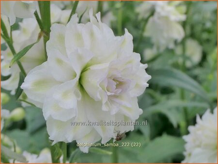 Delphinium &#39;Samba&#39; (pot 11 cm)