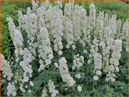 Delphinium &#39;Samba&#39; (pot 11 cm)