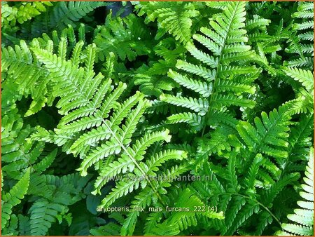 Dryopteris filix-mas &#39;Furcans&#39;