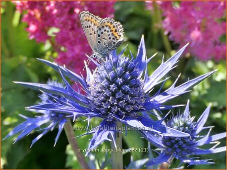 Eryngium &#39;Lapis Blue&#39;