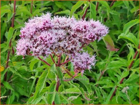 Eupatorium cannabinum