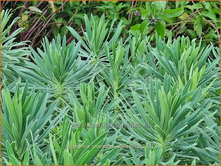 Euphorbia characias wulfenii