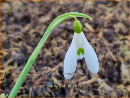 Galanthus &#39;Atkinsii&#39;