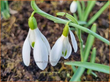 Galanthus &#39;Atkinsii&#39;