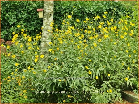 Helianthus atrorubens &#39;Gullick&#39;s Variety&#39;