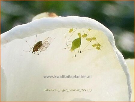 Helleborus niger &#39;Praecox&#39;