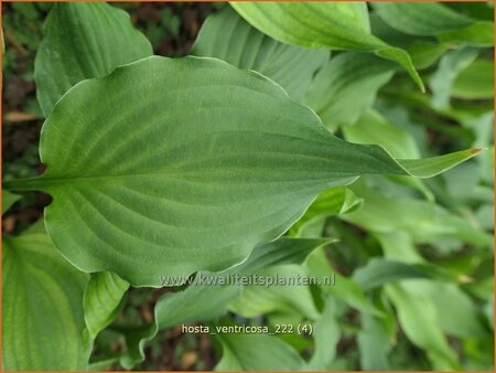 Hosta ventricosa