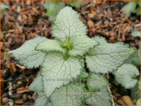 Lamium maculatum &#39;Purple Dragon&#39;