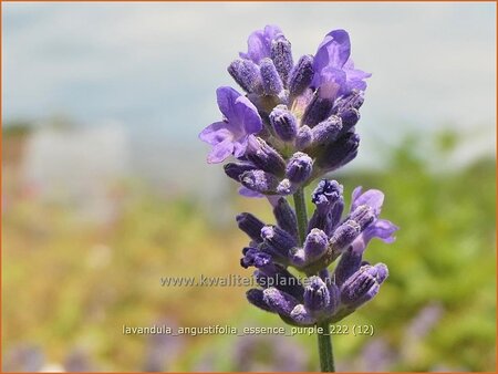 Lavandula angustifolia &#39;Essence Purple&#39;