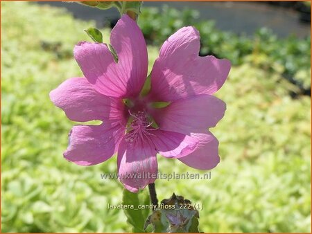 Lavatera &#39;Candy Floss&#39;