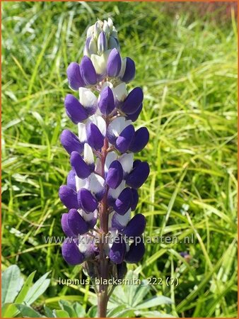 Lupinus &#39;Blacksmith&#39; (pot 11 cm)