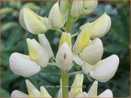 Lupinus &#39;Noble Maiden&#39;