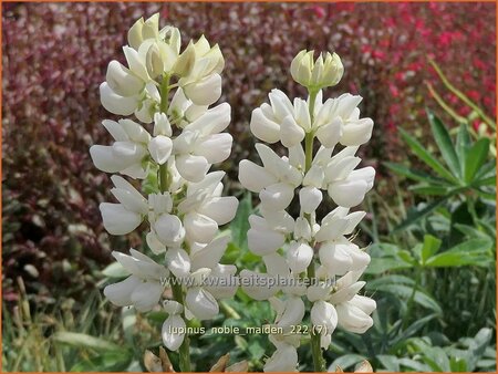 Lupinus &#39;Noble Maiden&#39;