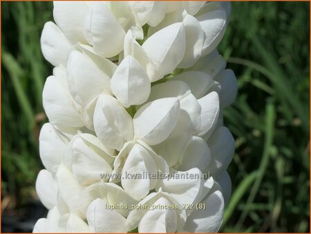 Lupinus &#39;Polar Princess&#39; (pot 11 cm)