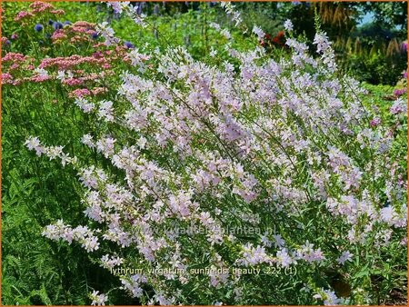 Lythrum virgatum &#39;Sunfields Beauty&#39;