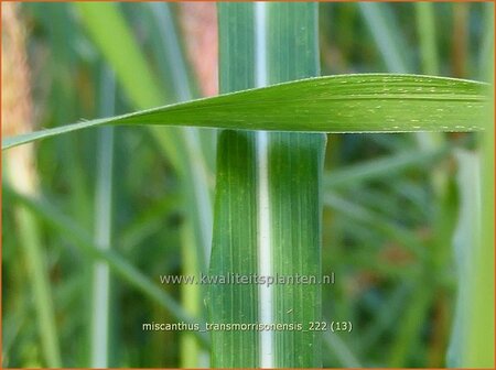 Miscanthus transmorrisonensis (pot 11 cm)