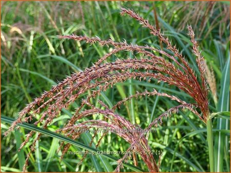 Miscanthus transmorrisonensis (pot 11 cm)