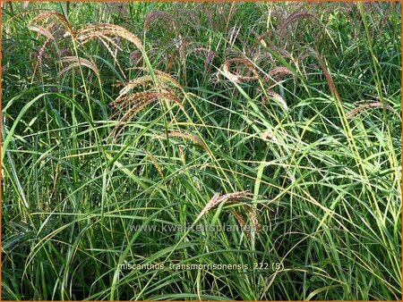 Miscanthus transmorrisonensis (pot 11 cm)