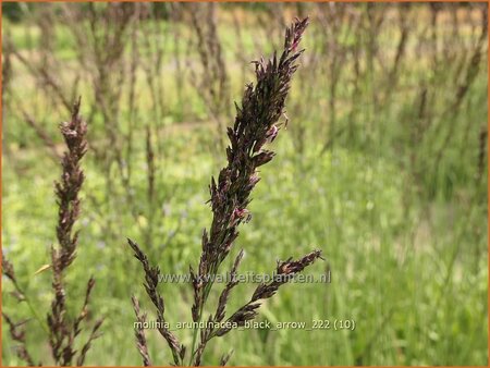 Molinia arundinacea &#39;Black Arrow&#39;