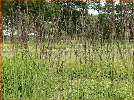 Molinia arundinacea &#39;Black Arrow&#39;