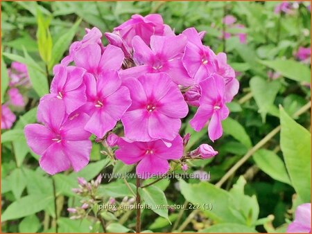 Phlox amplifolia &#39;Winnetou&#39;