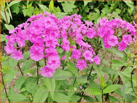 Phlox amplifolia &#39;Winnetou&#39;