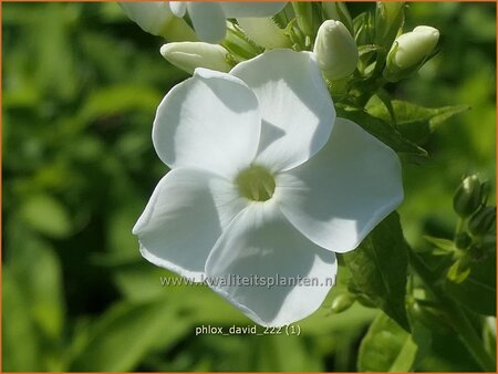 Phlox &#39;David&#39;