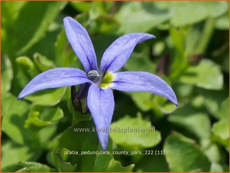 Pratia pedunculata &#39;County Park&#39;