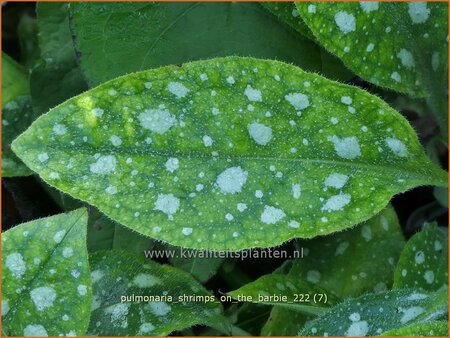 Pulmonaria &#39;Shrimps on the Barbie&#39;