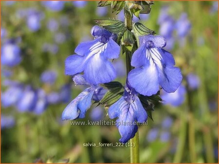 Salvia forreri