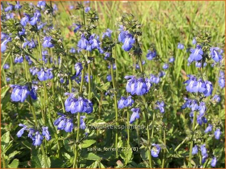 Salvia forreri