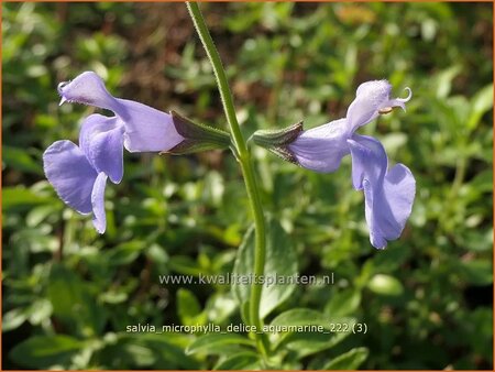 Salvia microphylla &#39;Delice Aquamarine&#39;