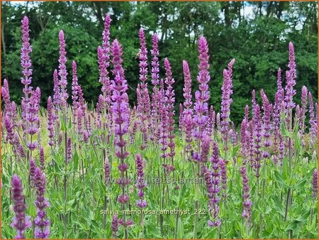 Salvia nemorosa &#39;Amethyst&#39;