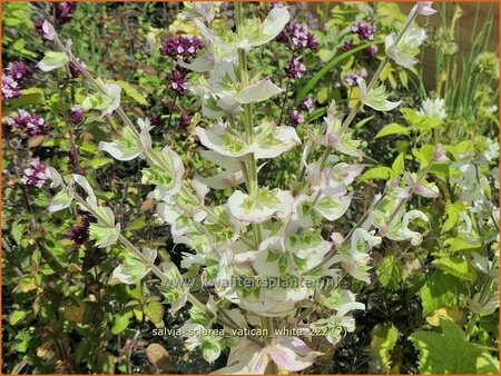 Salvia sclarea &#39;Vatican White&#39;