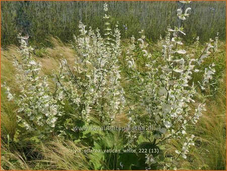 Salvia sclarea &#39;Vatican White&#39;