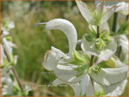 Salvia sclarea &#39;Vatican White&#39;