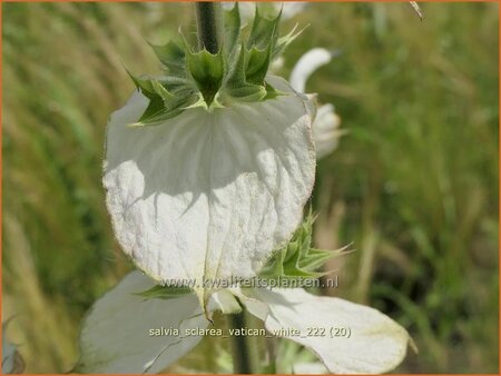 Salvia sclarea &#39;Vatican White&#39;