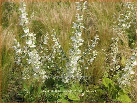 Salvia sclarea &#39;Vatican White&#39;