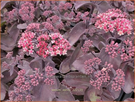 Sedum &#39;Xenox&#39;