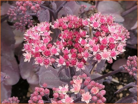 Sedum &#39;Xenox&#39;