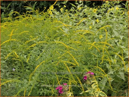 Solidago rugosa &#39;Fireworks&#39;