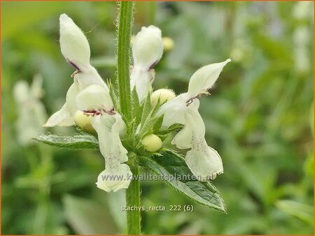 Stachys recta