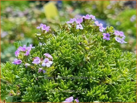 Thymus capitatus