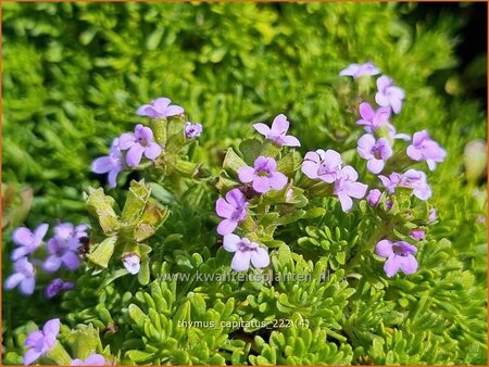 Thymus capitatus