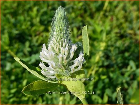 Trifolium rubens &#39;Album&#39;