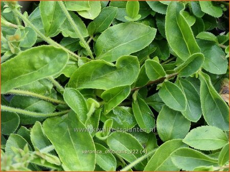 Veronica officinalis