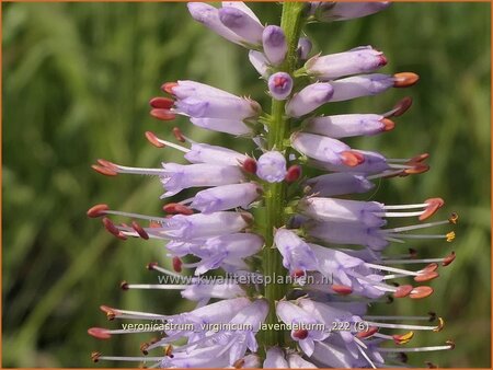 Veronicastrum virginicum &#39;Lavendelturm&#39;