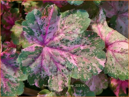 Heuchera &#39;Pinky Panky&#39;