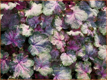 Heuchera &#39;Pinky Panky&#39;