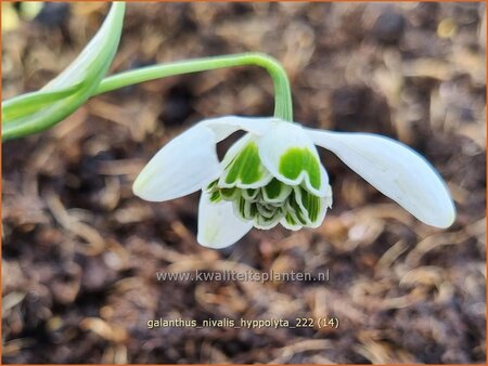 Galanthus &#39;Hippolyta&#39;